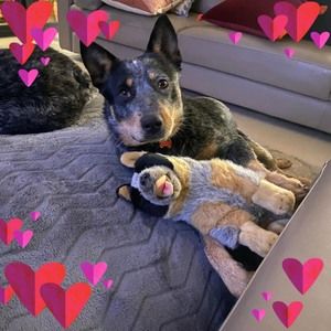 Meet your Posher, Averill